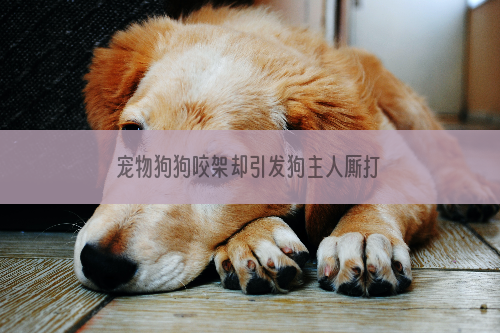 宠物狗狗咬架却引发狗主人厮打