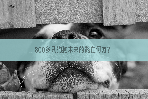 800多只狗狗未来的路在何方？