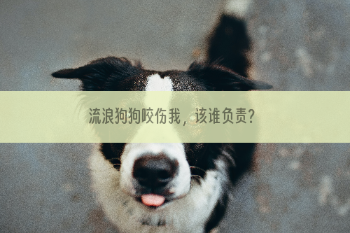 流浪狗狗咬伤我，该谁负责？