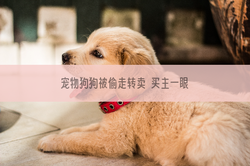 宠物狗狗被偷走转卖  买主一眼认出奉还失主