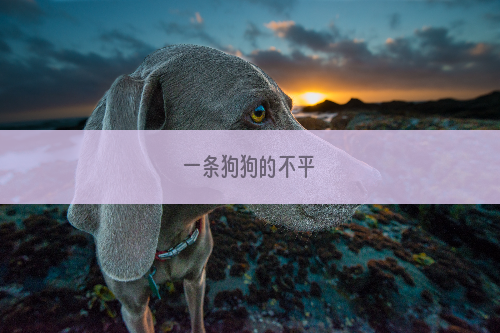 一条狗狗的不平