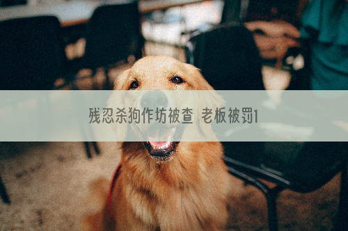 残忍杀狗作坊被查  老板被罚1300元