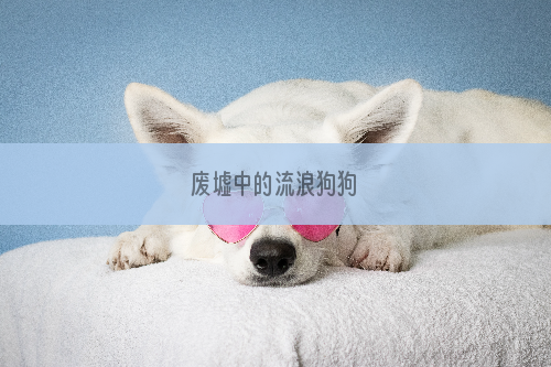 废墟中的流浪狗狗