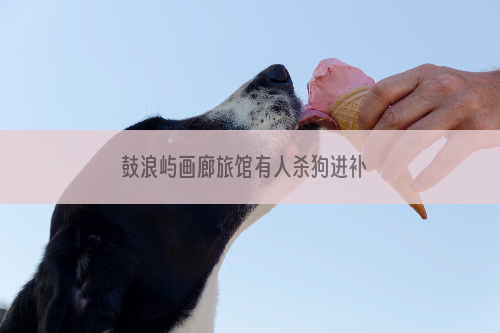 鼓浪屿画廊旅馆有人杀狗进补  结果上海旅客愤怒退房