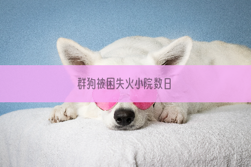 群狗被困失火小院数日