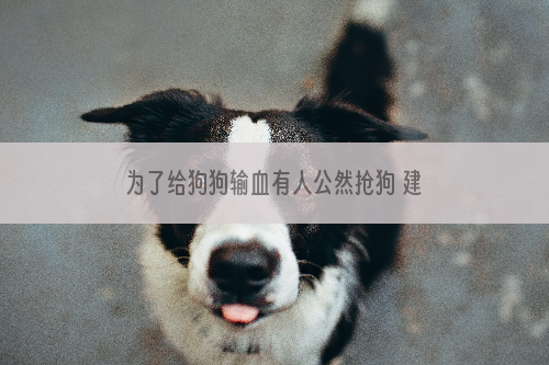 为了给狗狗输血有人公然抢狗 建宠物血库尚不可能