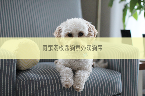 肉馆老板杀狗意外获狗宝