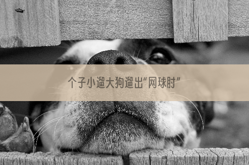 个子小遛大狗遛出“网球肘”