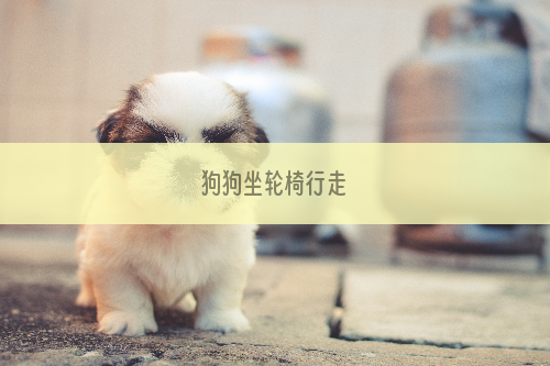 狗狗坐轮椅行走