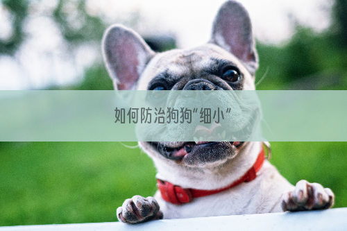 如何防治狗狗“细小”