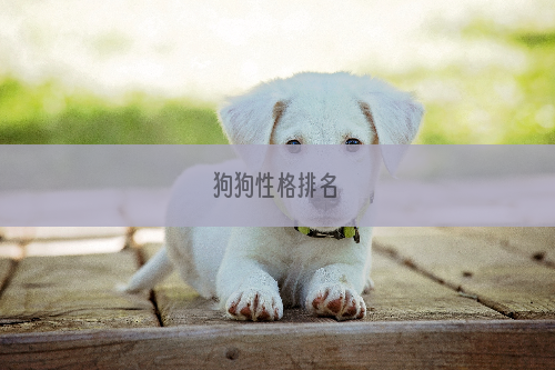 狗狗性格排名