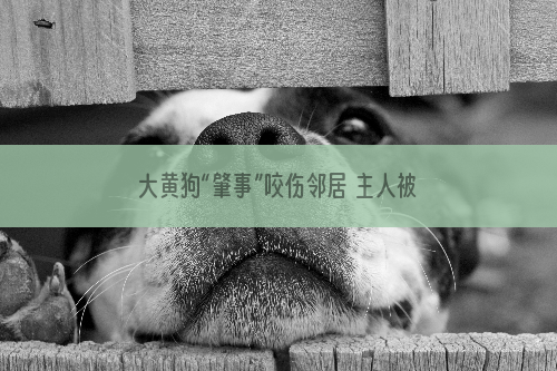 大黄狗“肇事”咬伤邻居 主人被判赔9万元.