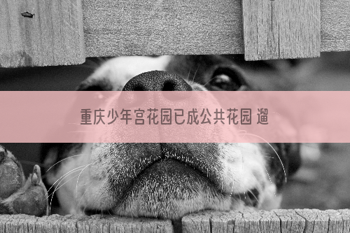 重庆少年宫花园已成公共花园 遛狗的居民们要看好自家狗狗
