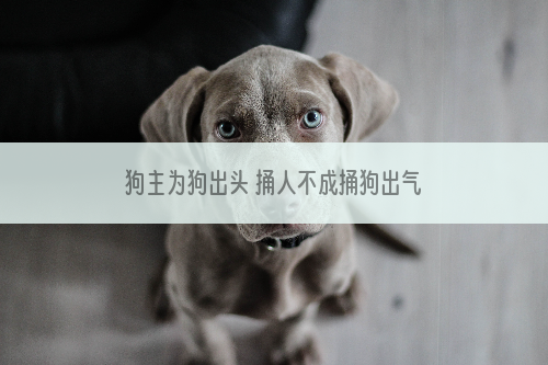 狗主为狗出头 捅人不成捅狗出气