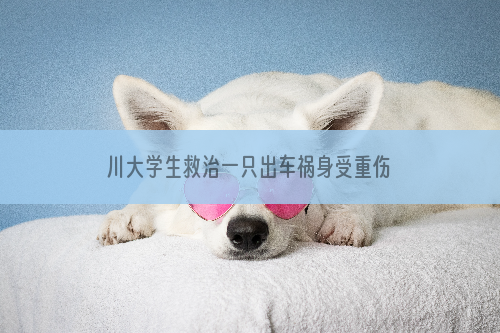 川大学生救治一只出车祸身受重伤的哈士奇 急寻狗主