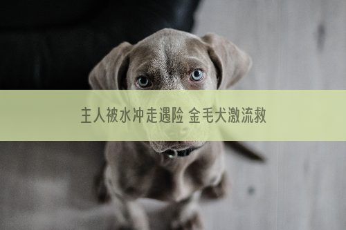 主人被水冲走遇险 金毛犬激流救主殉难