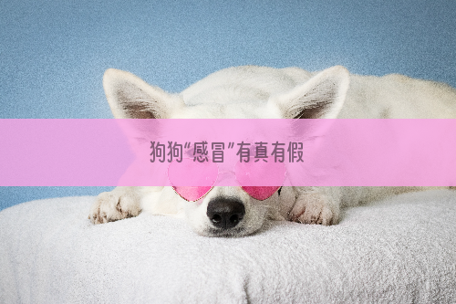 狗狗“感冒”有真有假