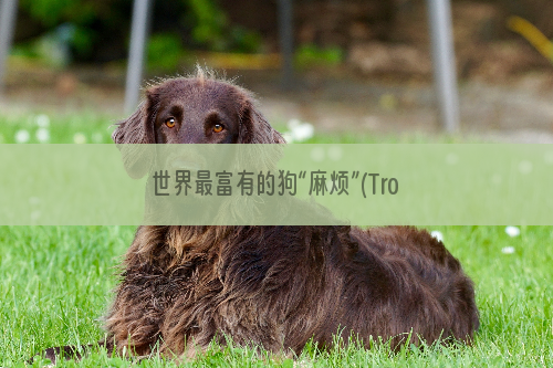 世界最富有的狗“麻烦”(Trouble)去世