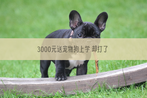 3000元送宠物狗上学 却打了水漂
