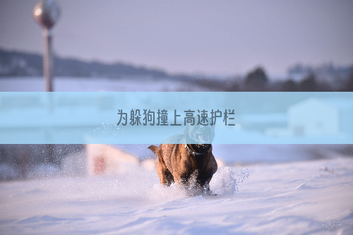 为躲狗撞上高速护栏