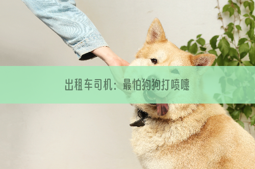 出租车司机：最怕狗狗打喷嚏