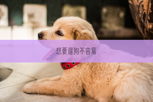 想要遛狗不容易