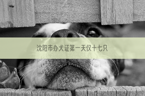 沈阳市办犬证第一天仅十七只