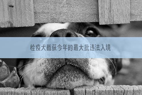 检疫犬截获今年的最大批违法入境种子