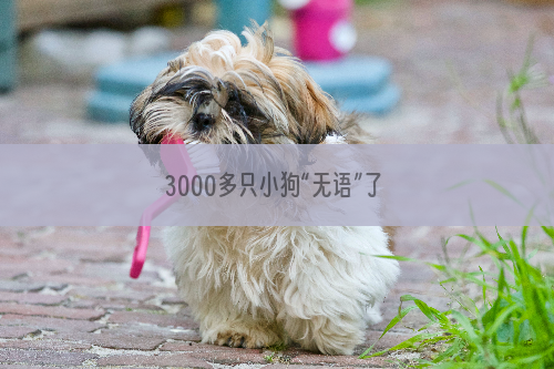 3000多只小狗“无语”了