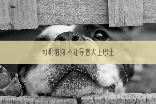 司机怕狗 不让导盲犬上巴士