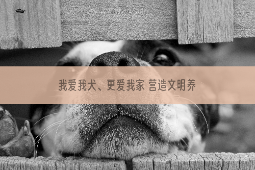 我爱我犬、更爱我家 营造文明养犬的良好氛围