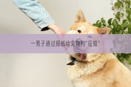 一男子通过报纸给宠物狗“征婚”