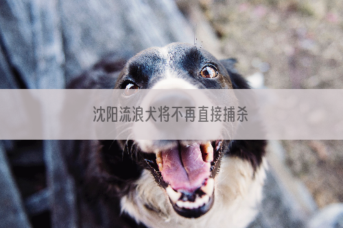 沈阳流浪犬将不再直接捕杀