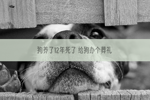 狗养了12年死了 给狗办个葬礼