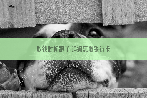 取钱时狗跑了 追狗忘取银行卡