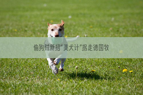 偷狗贼新招“美犬计”拐走德国牧羊犬