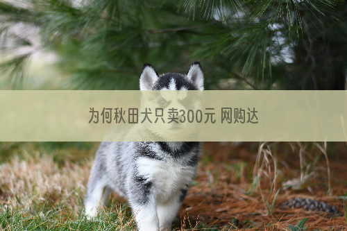 为何秋田犬只卖300元 网购达人也中招