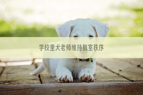 学校里犬老师维持教室秩序