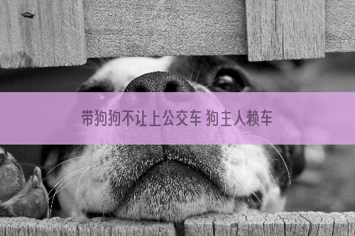 带狗狗不让上公交车 狗主人赖车上1小时