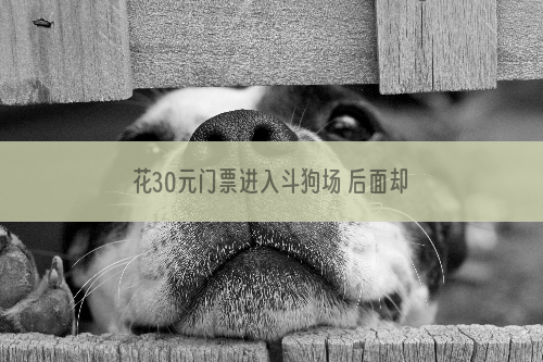 花30元门票进入斗狗场 后面却不忍再看