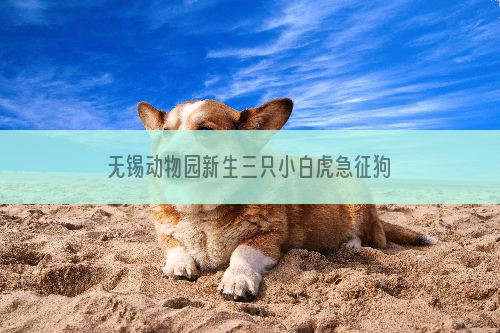 无锡动物园新生三只小白虎急征狗妈妈