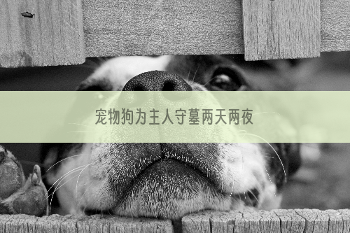 宠物狗为主人守墓两天两夜