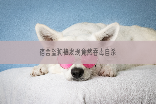 宿舍盗狗被发现竟然吞毒自杀