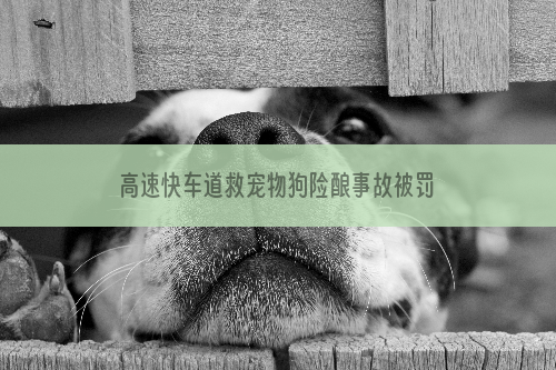 高速快车道救宠物狗险酿事故被罚