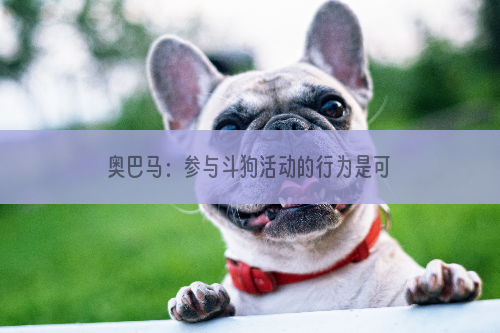 奥巴马：参与斗狗活动的行为是可耻的