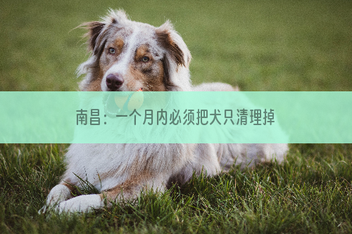 南昌：一个月内必须把犬只清理掉