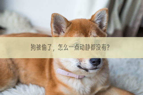 狗被偷了，怎么一点动静都没有？