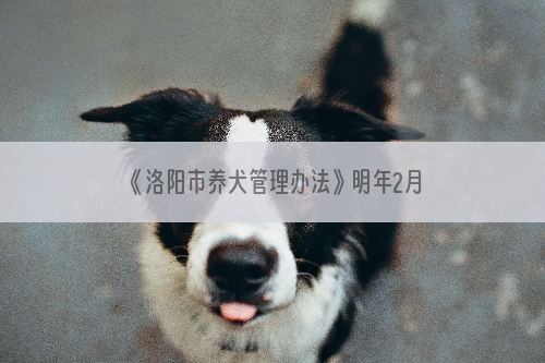 《洛阳市养犬管理办法》明年2月1日起施行
