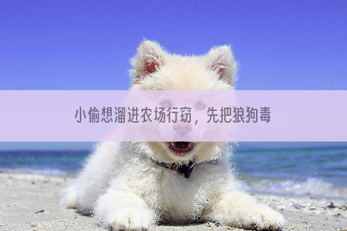 小偷想溜进农场行窃，先把狼狗毒死