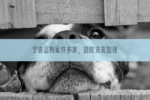 宁波盗狗案件多发，提醒宠友加强防范！